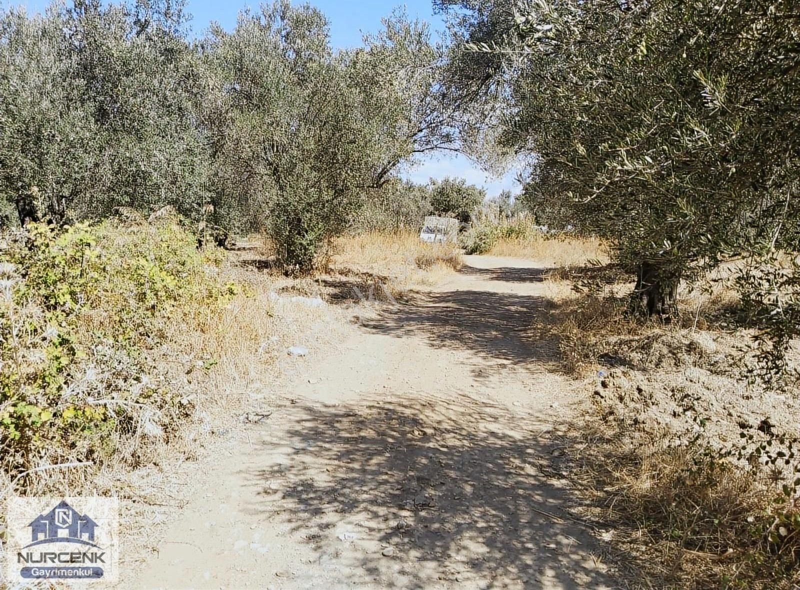 Burhaniye Kızıklı Köyünde Satılık Zeytinlik - Görsel 7