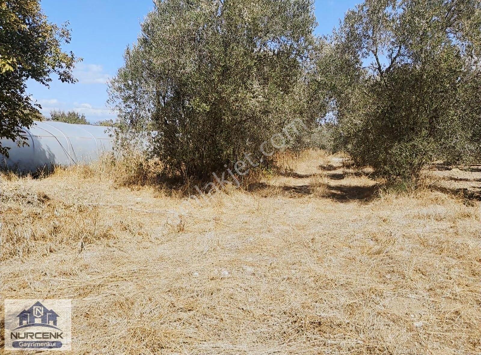 Burhaniye Kızıklı Köyünde Satılık Zeytinlik