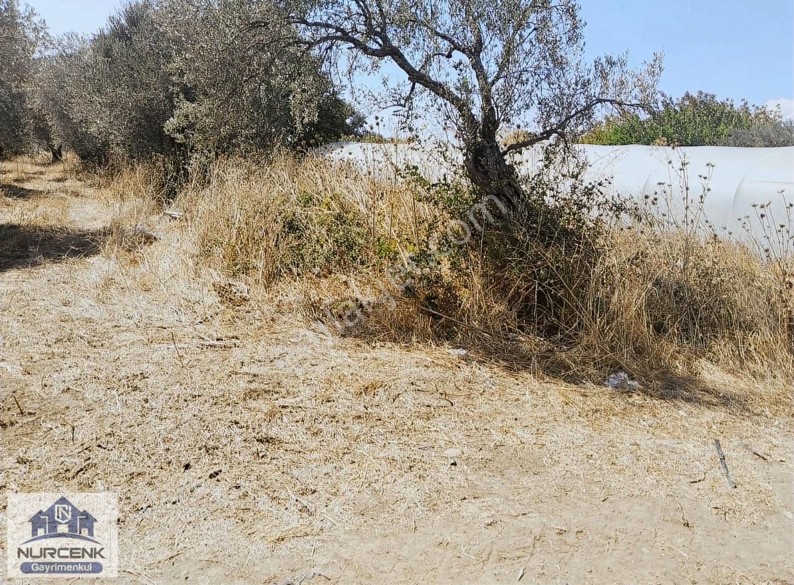 Burhaniye Kızıklı Köyünde Satılık Zeytinlik - Görsel 5