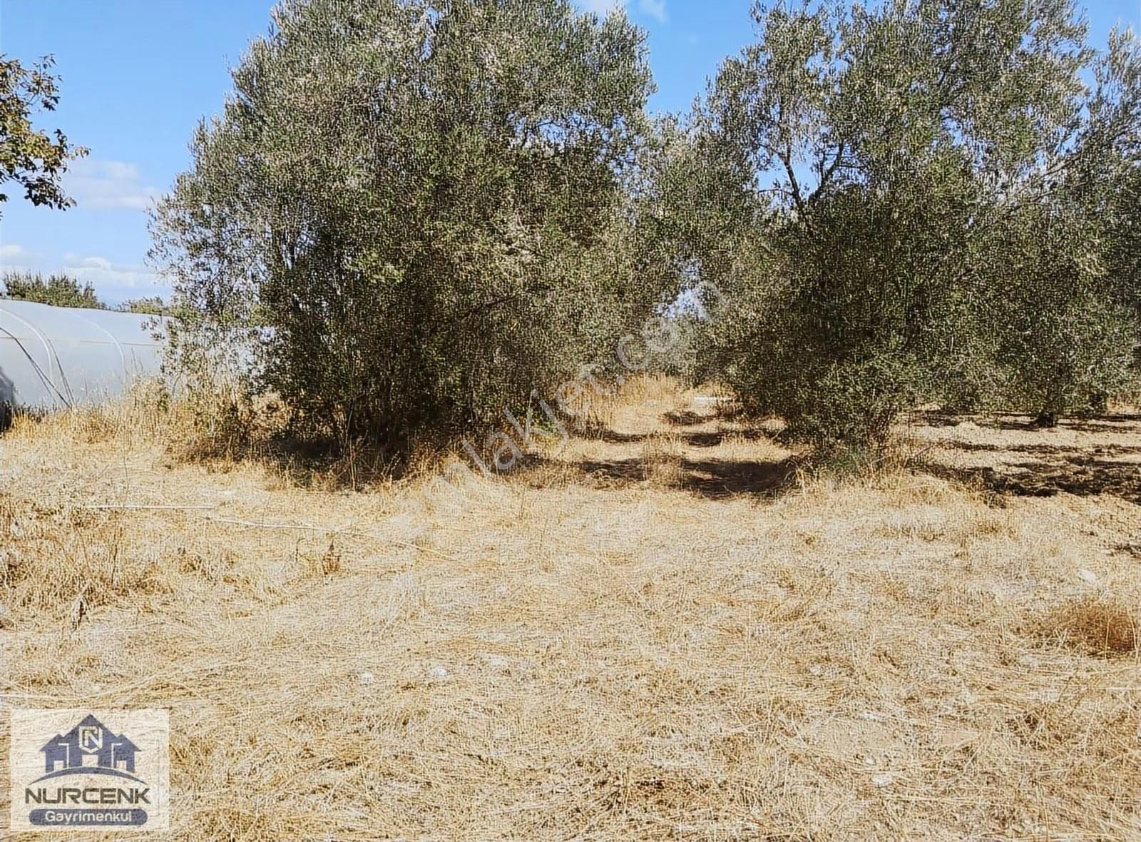 Burhaniye Kızıklı Köyünde Satılık Zeytinlik - Görsel 6