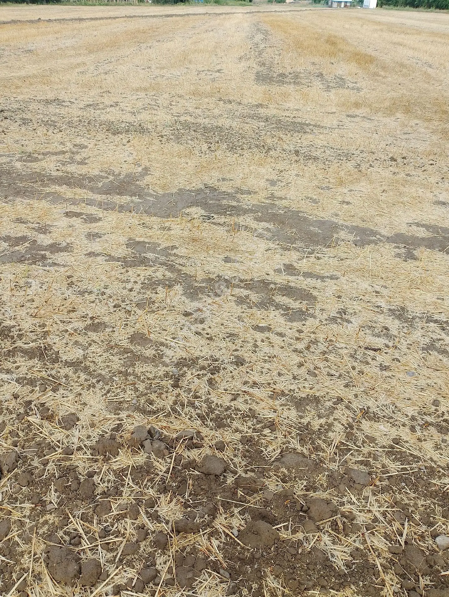 Bergama Fevzipaşa Mah.cezaevi Yanında Satılık Tarla - Görsel 5