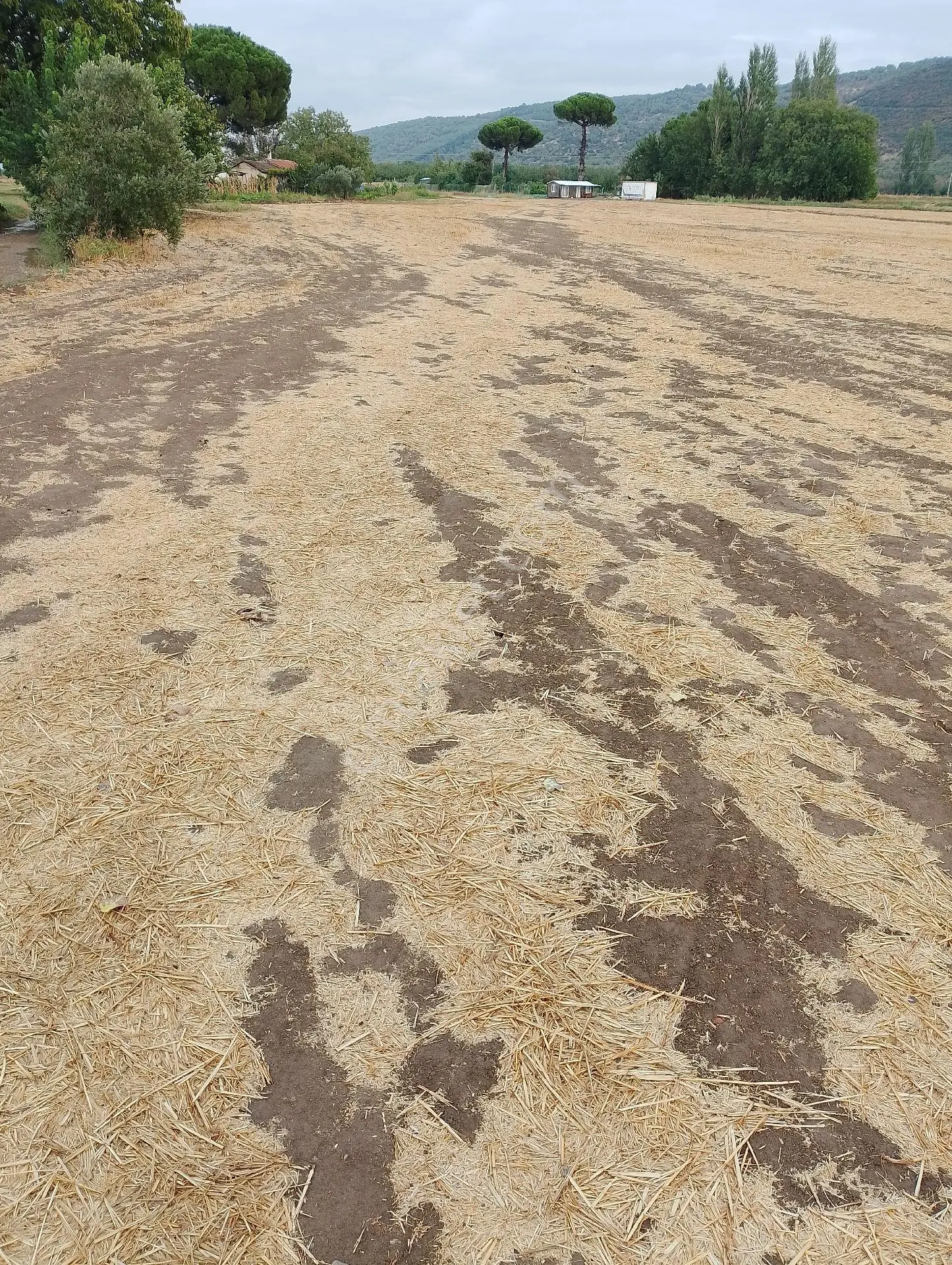 Bergama Fevzipaşa Mah.cezaevi Yanında Satılık Tarla