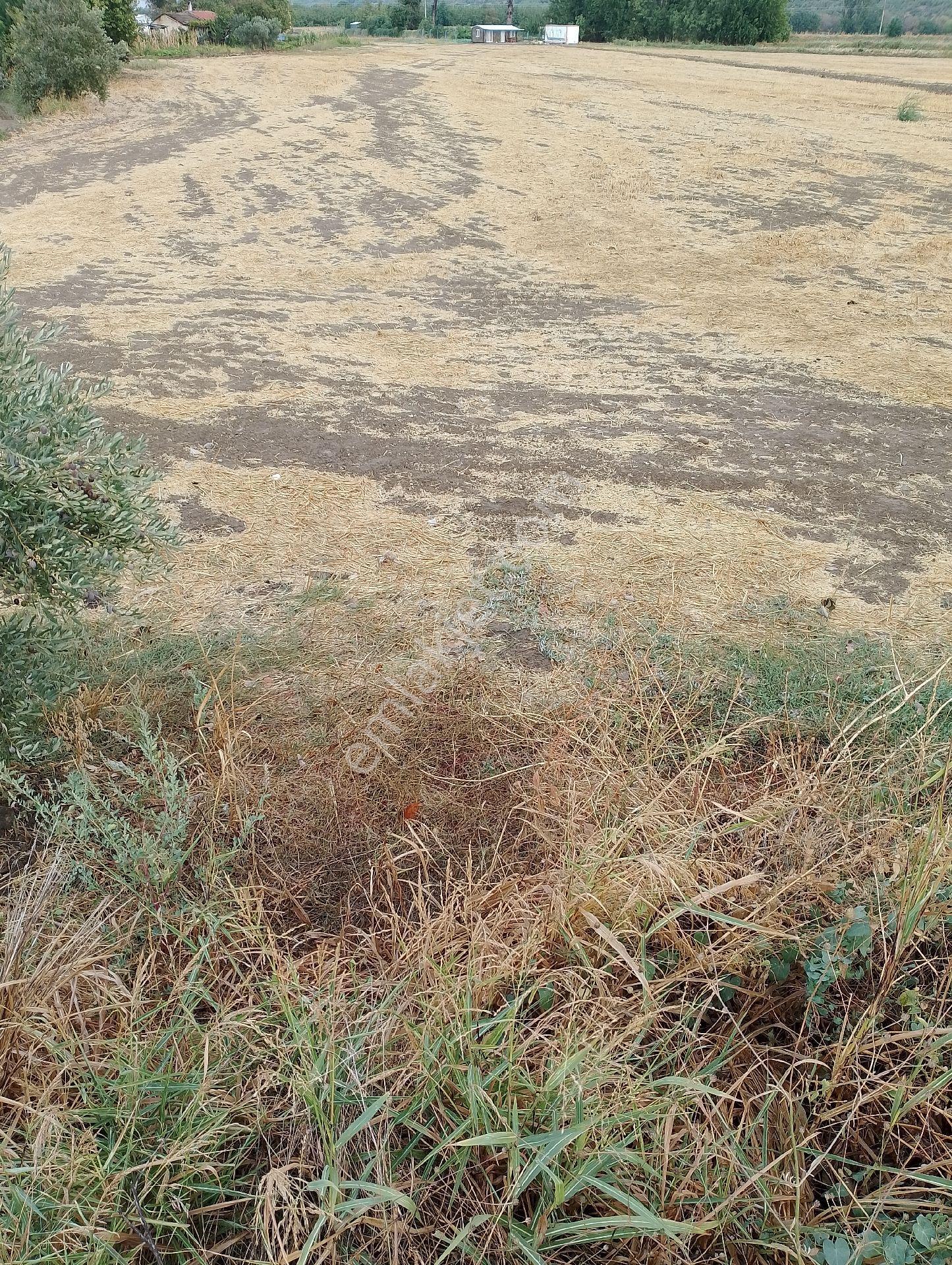 Bergama Fevzipaşa Mah.cezaevi Yanında Satılık Tarla - Görsel 2