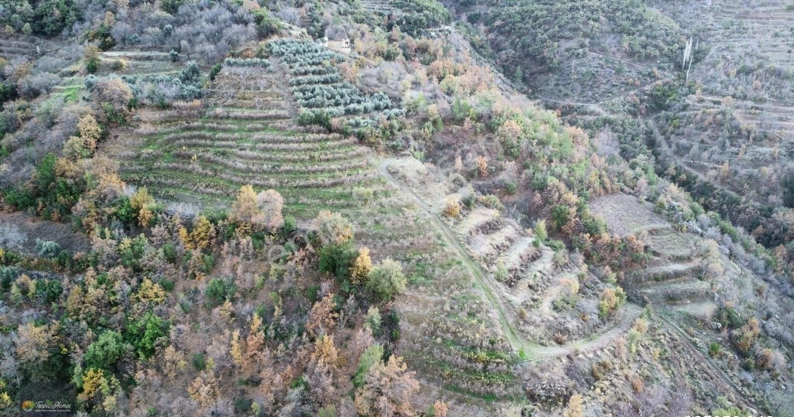 Gazipaşa Doğanca Mahallesi'nde Ceviz, Nar Ve Kivi Bahçesi - Görsel 6