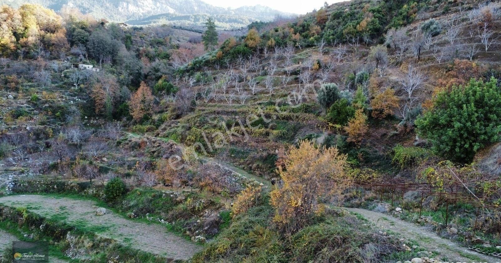 Gazipaşa Doğanca Mahallesi'nde Ceviz, Nar Ve Kivi Bahçesi - Görsel 8