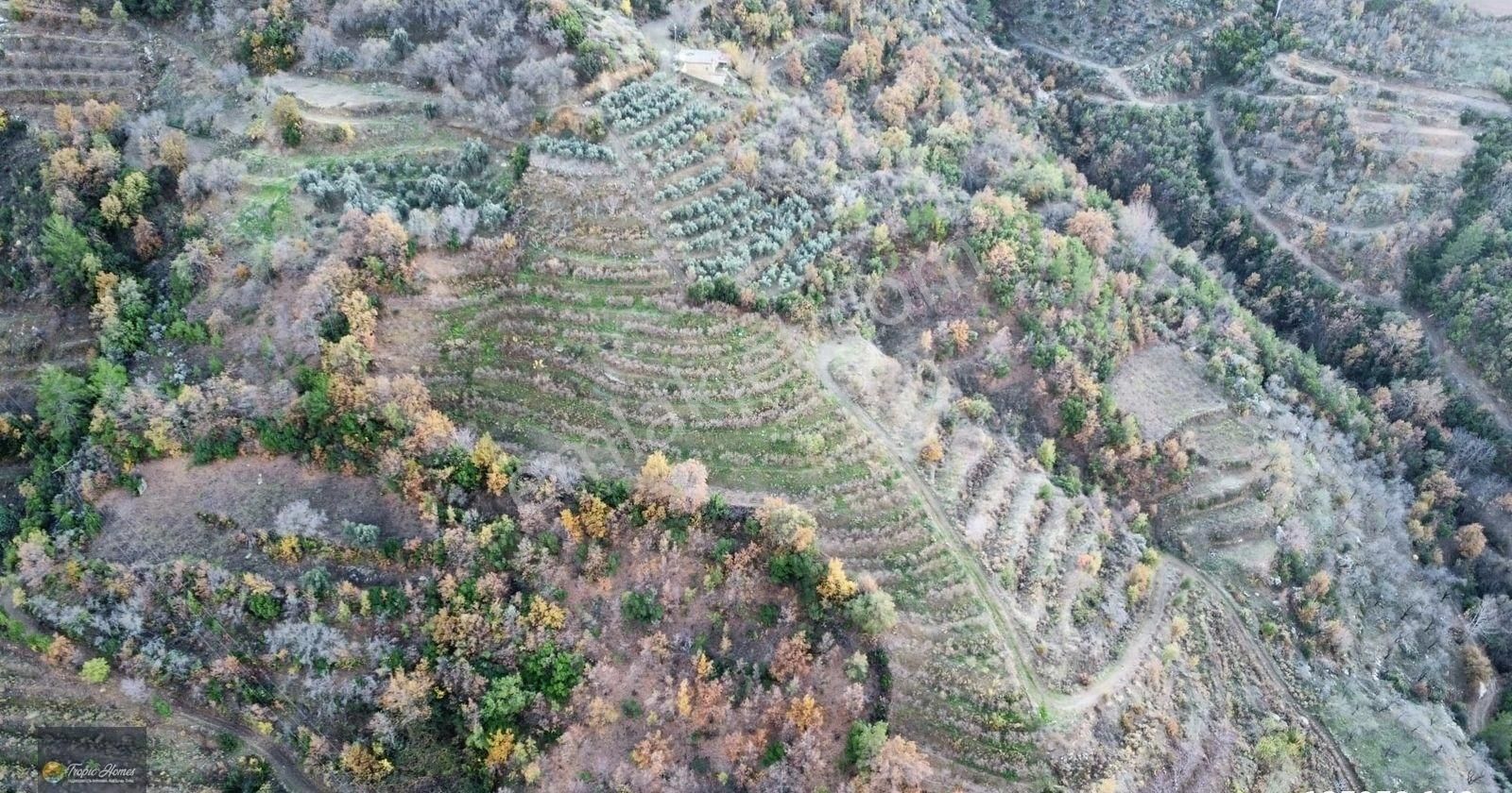 Gazipaşa Doğanca Mahallesi'nde Ceviz, Nar Ve Kivi Bahçesi - Görsel 9