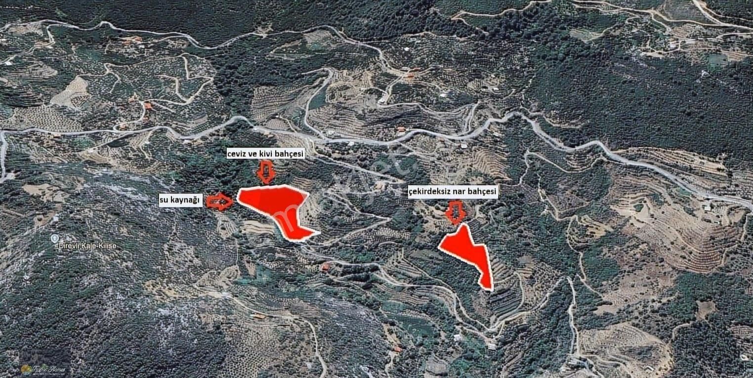 Gazipaşa Doğanca Mahallesi'nde Ceviz, Nar Ve Kivi Bahçesi - Görsel 5