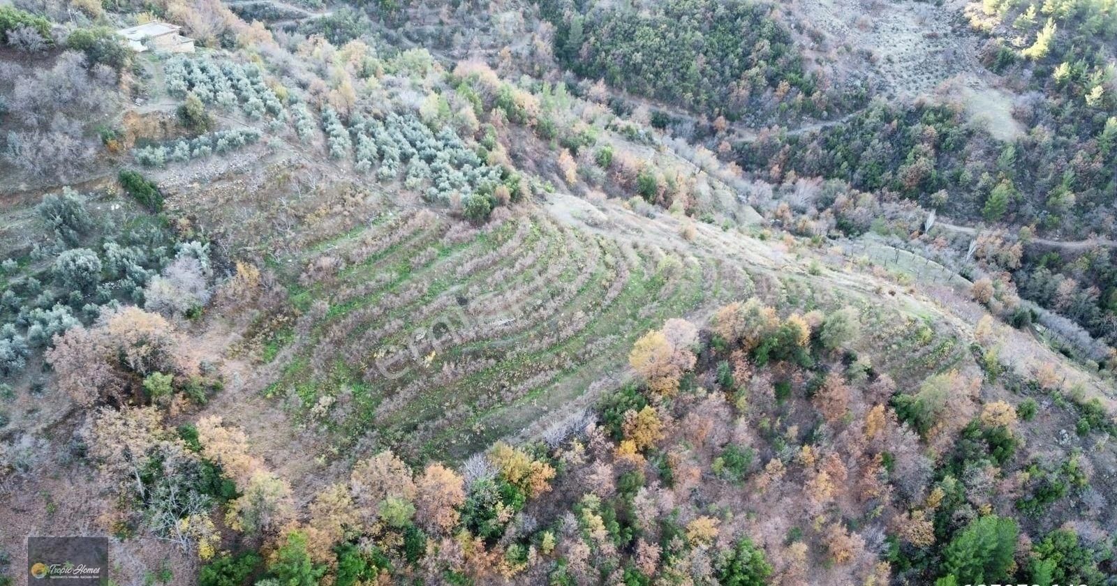 Gazipaşa Doğanca Mahallesi'nde Ceviz, Nar Ve Kivi Bahçesi - Görsel 3