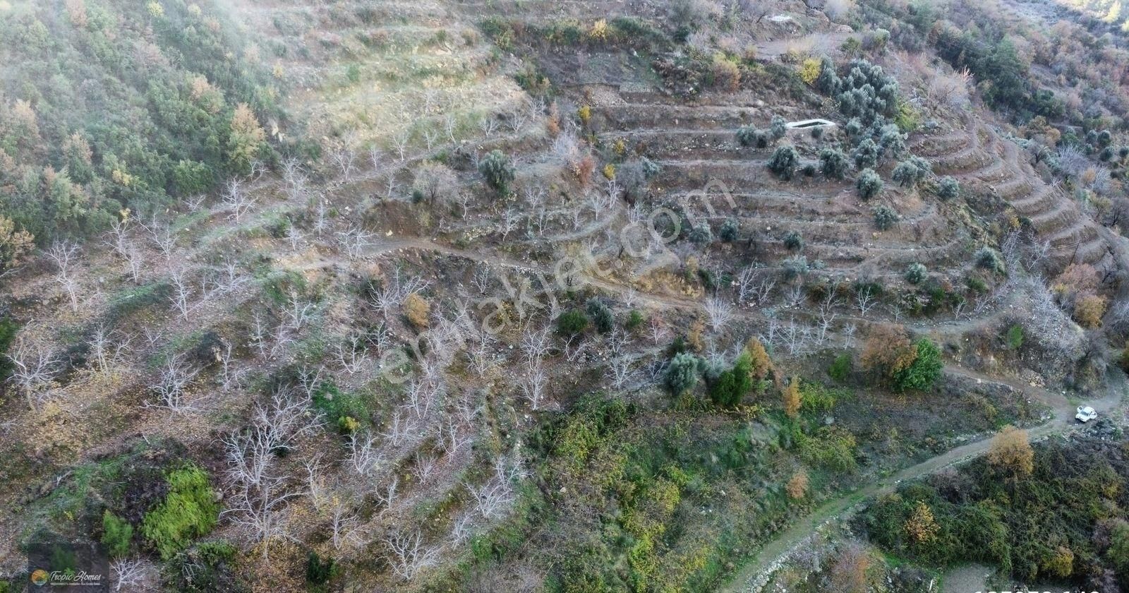 Gazipaşa Doğanca Mahallesi'nde Ceviz, Nar Ve Kivi Bahçesi - Görsel 2
