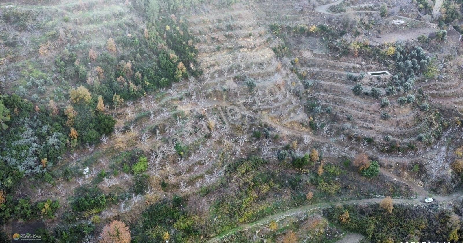 Gazipaşa Doğanca Mahallesi'nde Ceviz, Nar Ve Kivi Bahçesi - Görsel 4