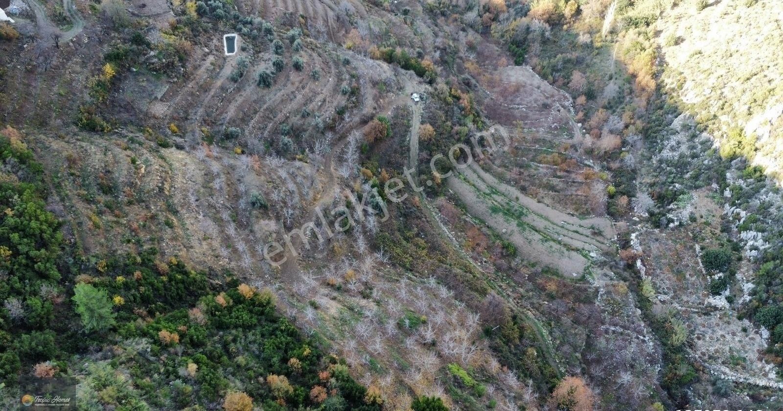 Gazipaşa Doğanca Mahallesi'nde Ceviz, Nar Ve Kivi Bahçesi - Görsel 10