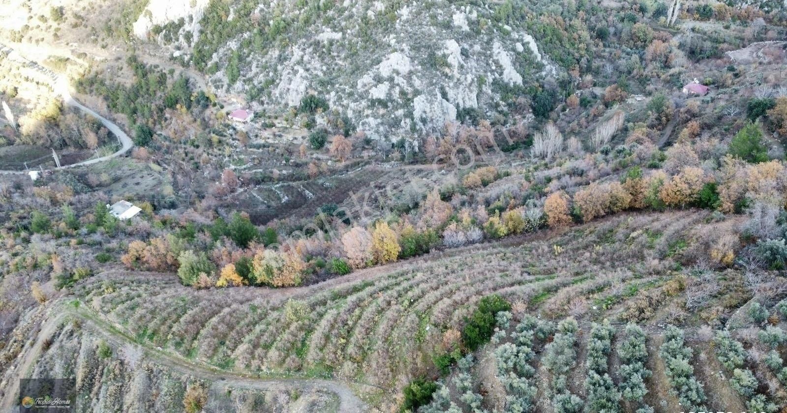 Gazipaşa Doğanca Mahallesi'nde Ceviz, Nar Ve Kivi Bahçesi - Görsel 7