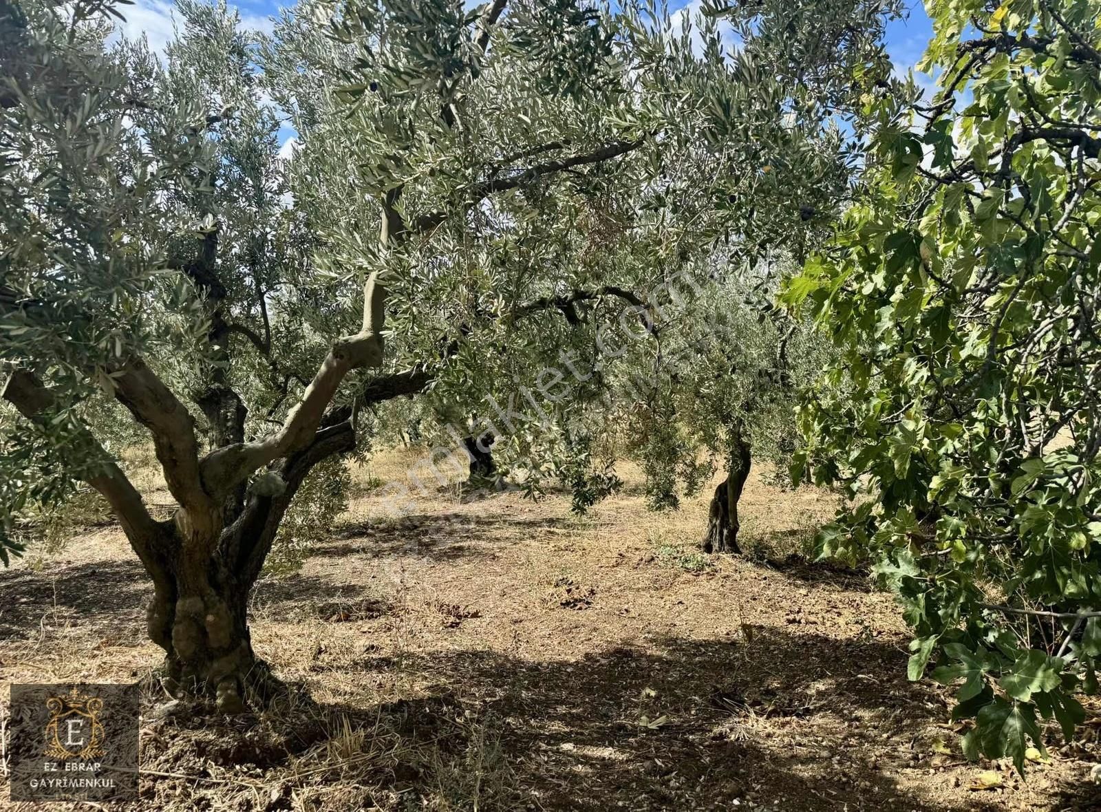 Mudanya Kaymakoba'da Köy İçi Arsa - Görsel 7