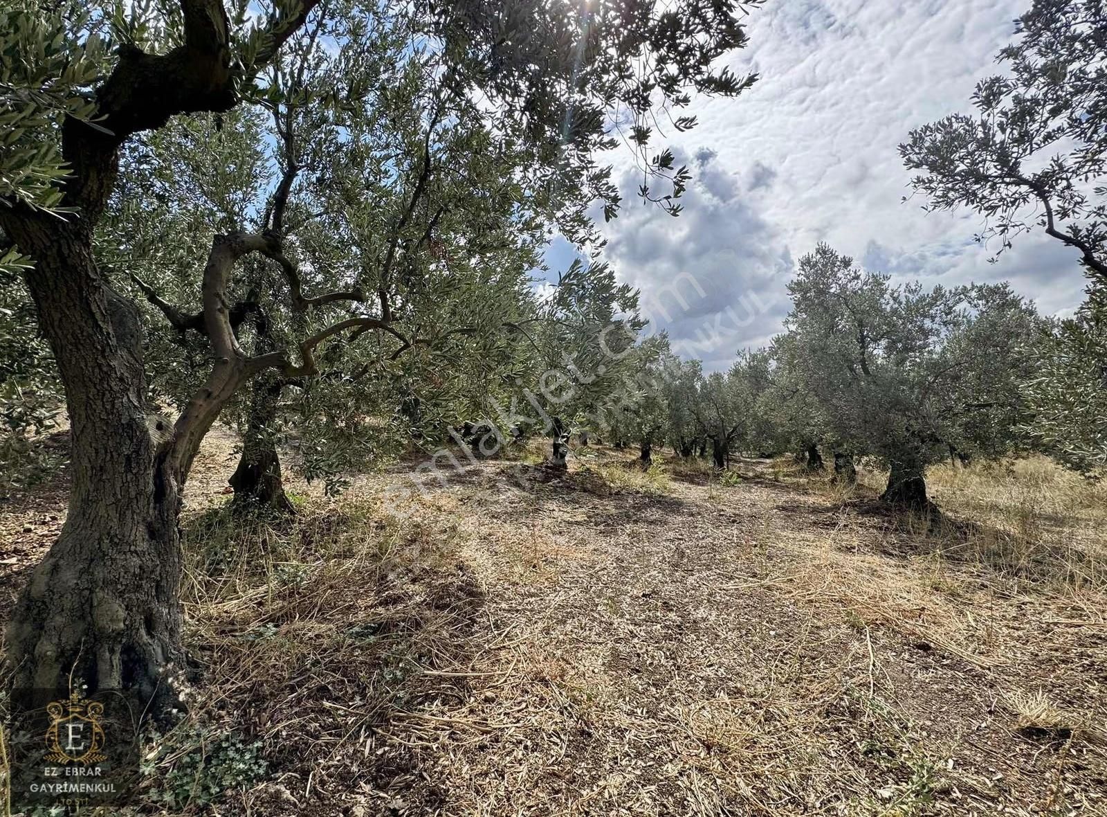 Mudanya Kaymakoba'da Köy İçi Arsa - Görsel 8