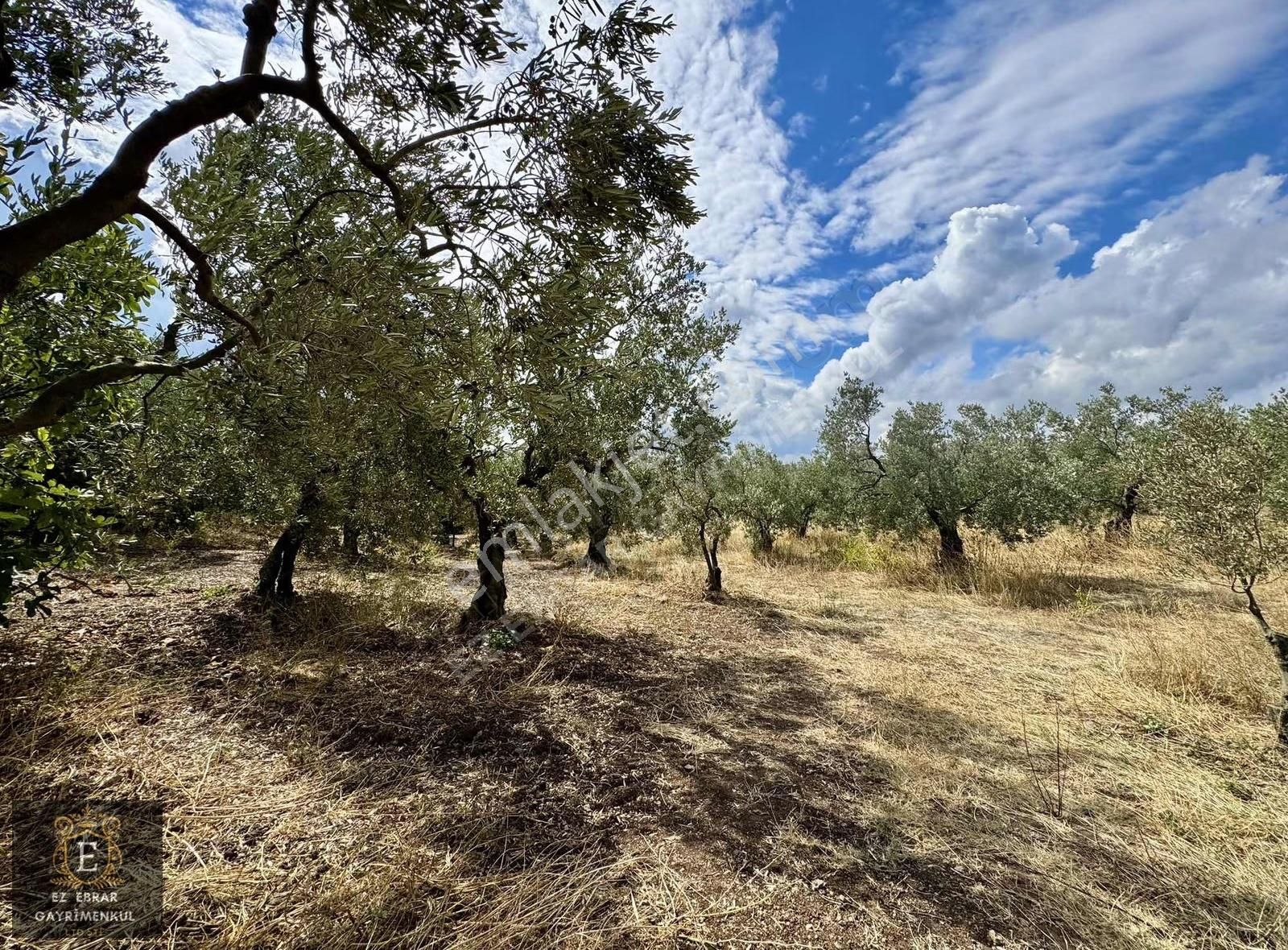 Mudanya Kaymakoba'da Köy İçi Arsa - Görsel 14