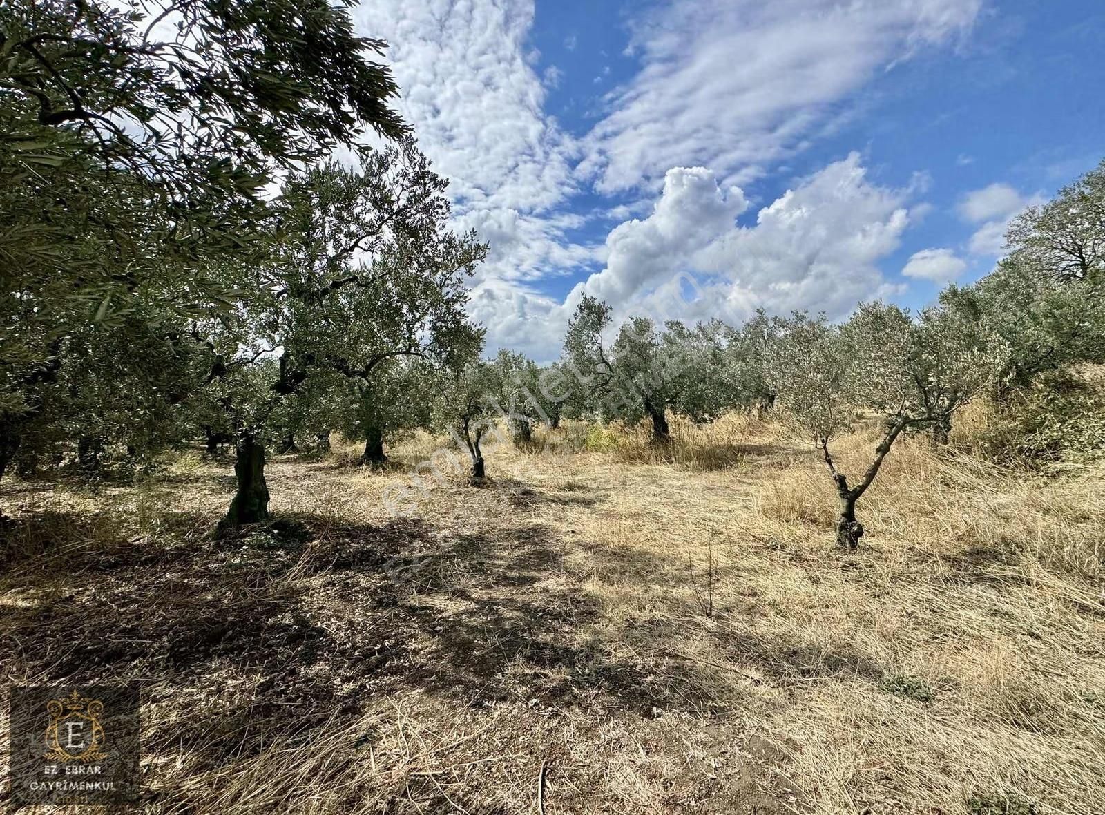 Mudanya Kaymakoba'da Köy İçi Arsa - Görsel 17