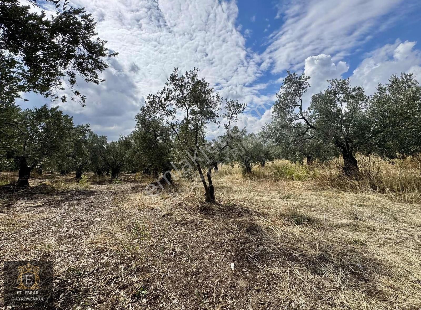 Mudanya Kaymakoba'da Köy İçi Arsa - Görsel 5