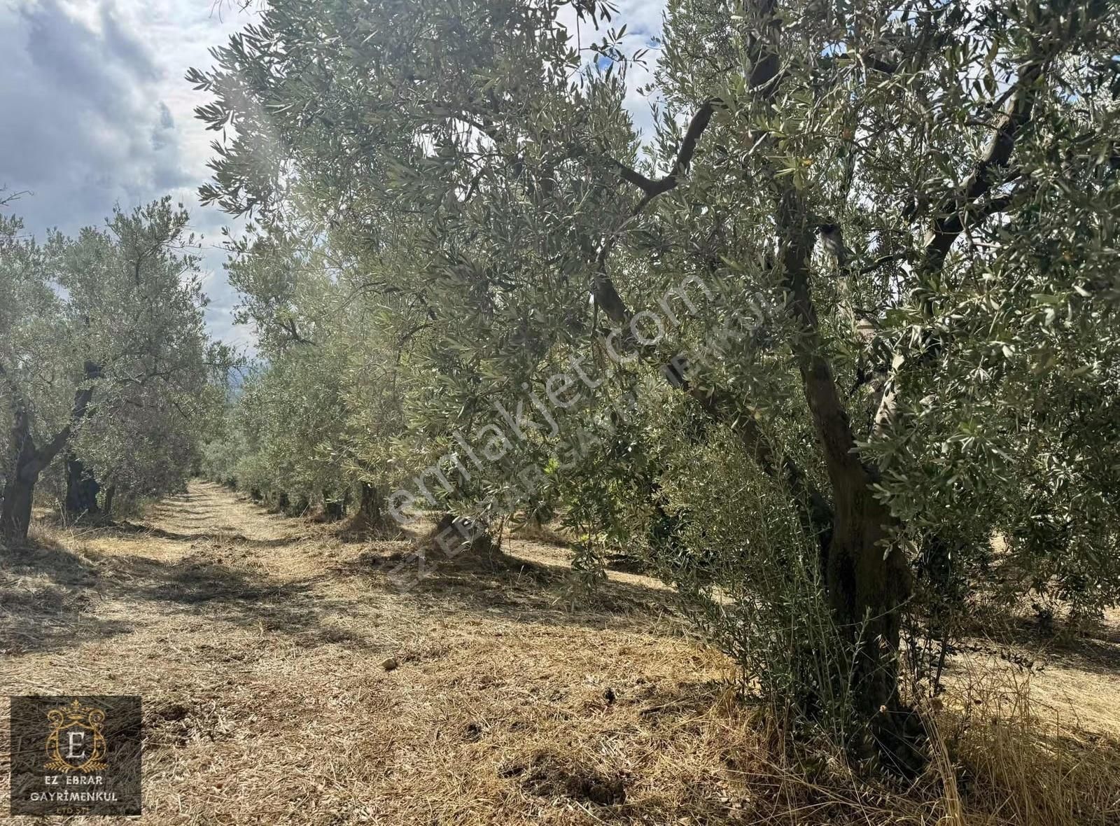 Mudanya Kaymakoba'da Köy İçi Arsa - Görsel 20