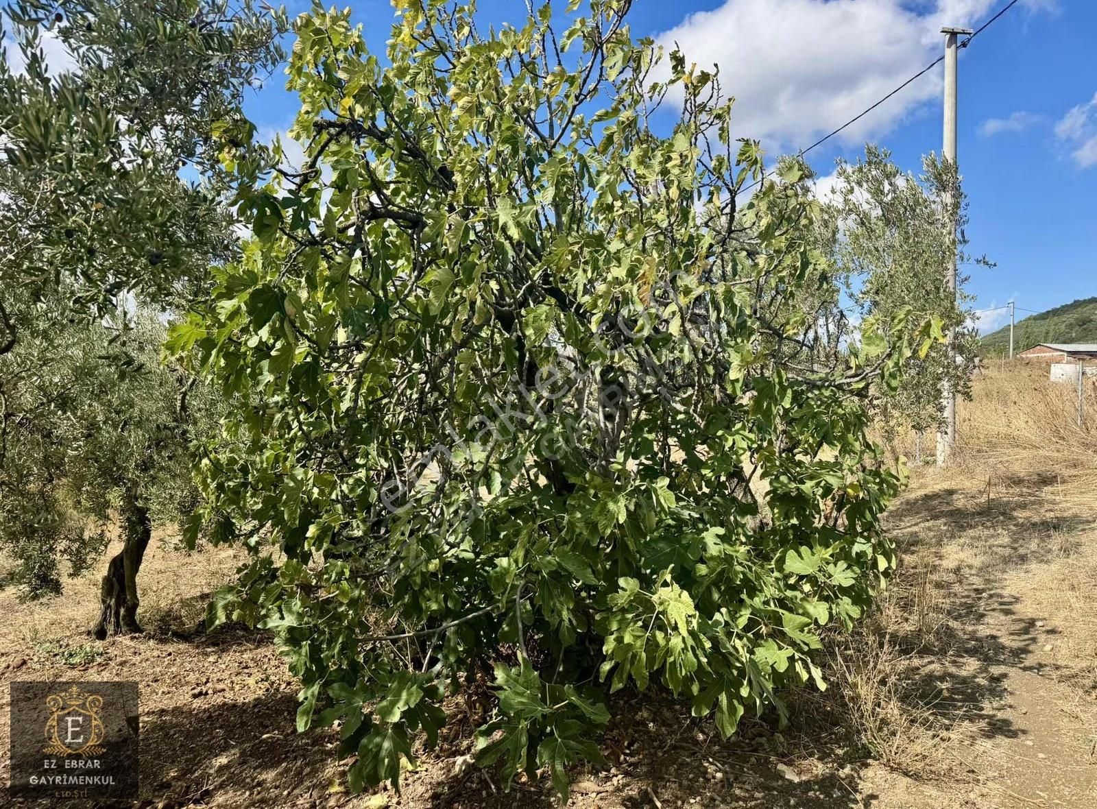 Mudanya Kaymakoba'da Köy İçi Arsa - Görsel 19