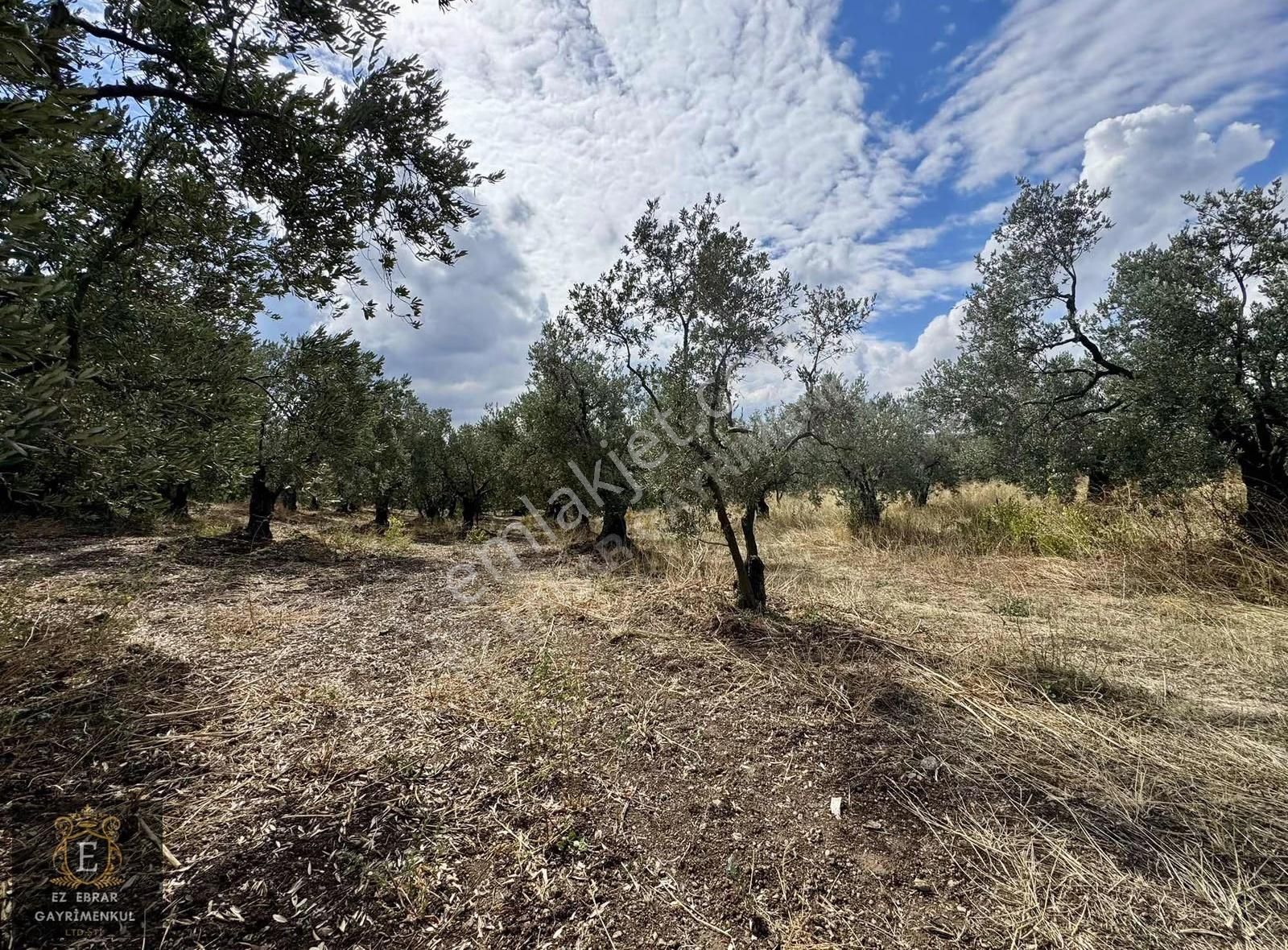 Mudanya Kaymakoba'da Köy İçi Arsa - Görsel 11