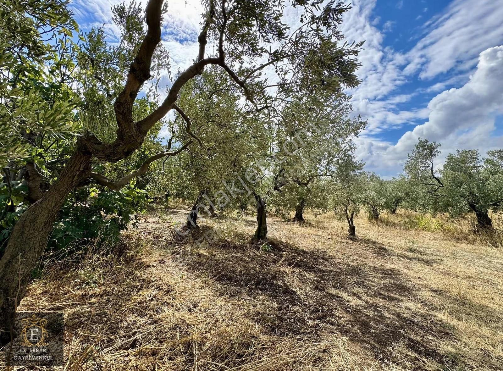 Mudanya Kaymakoba'da Köy İçi Arsa - Görsel 27