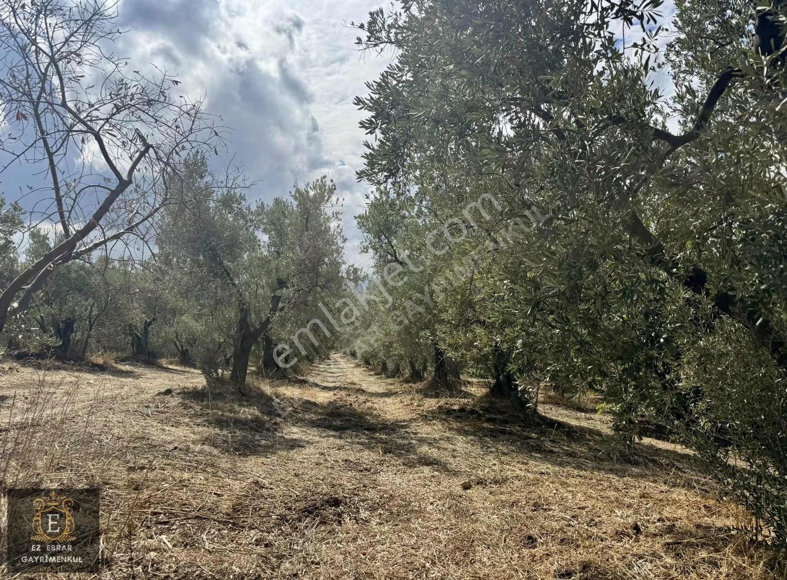 Mudanya Kaymakoba'da Köy İçi Arsa - Görsel 25