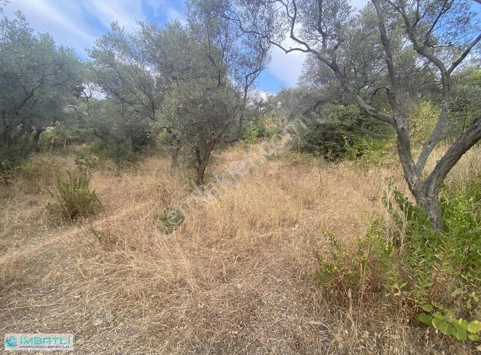 Armutluda Elektrik Su Yanında Yerleşimin Olduğu Yer Tek Tapu