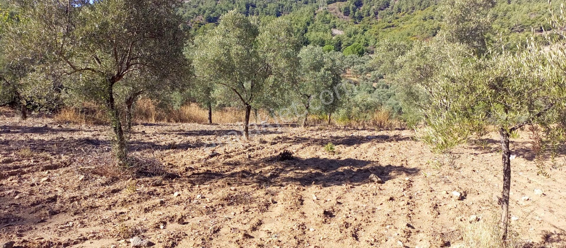 Selçuk Havutçulu'da 4450m2 Muhteşem Doğa Manzaralı Zeytinlik Satılıktır - Görsel 27