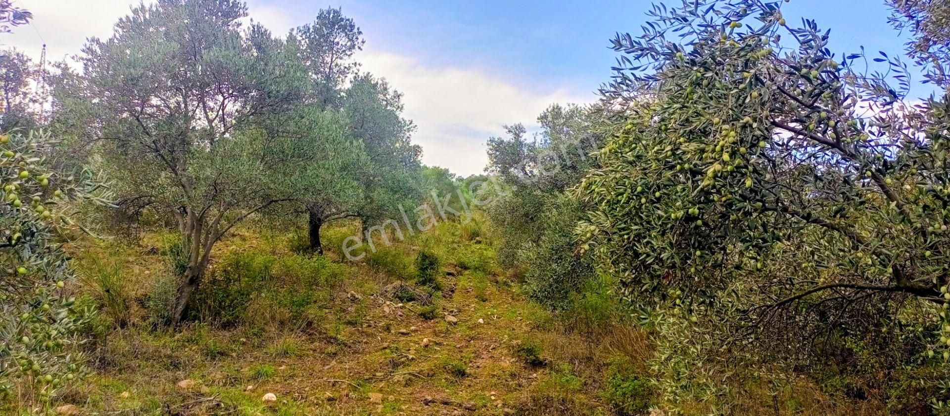 Selçuk Havutçulu'da 4450m2 Muhteşem Doğa Manzaralı Zeytinlik Satılıktır - Görsel 13