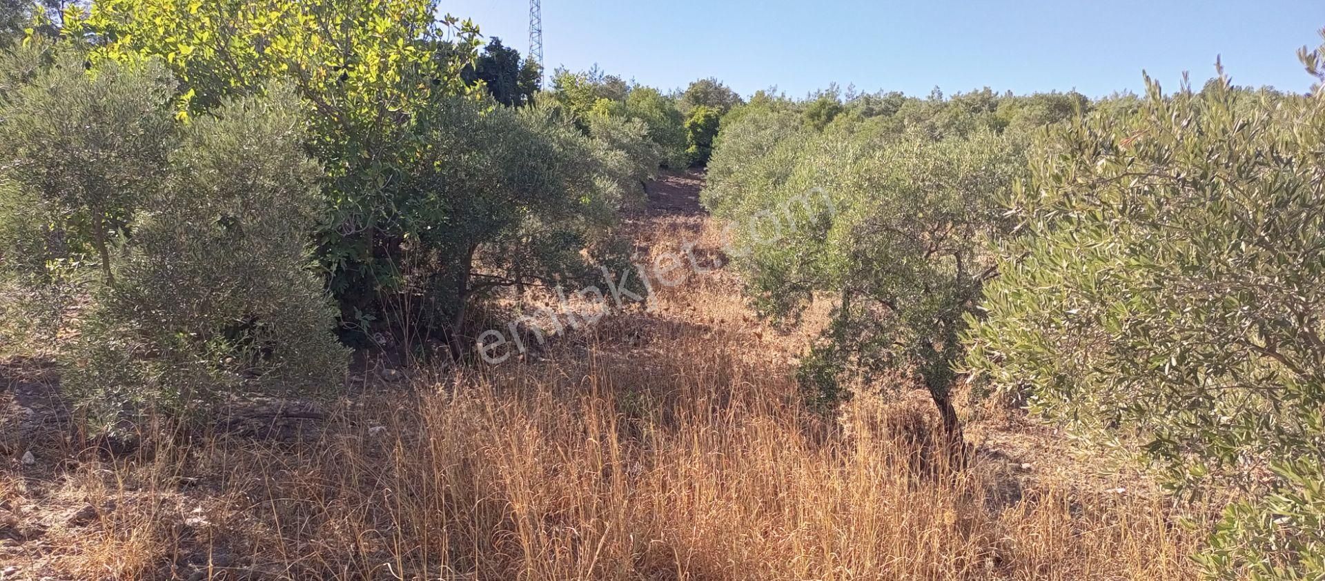 Selçuk Havutçulu'da 4450m2 Muhteşem Doğa Manzaralı Zeytinlik Satılıktır - Görsel 26