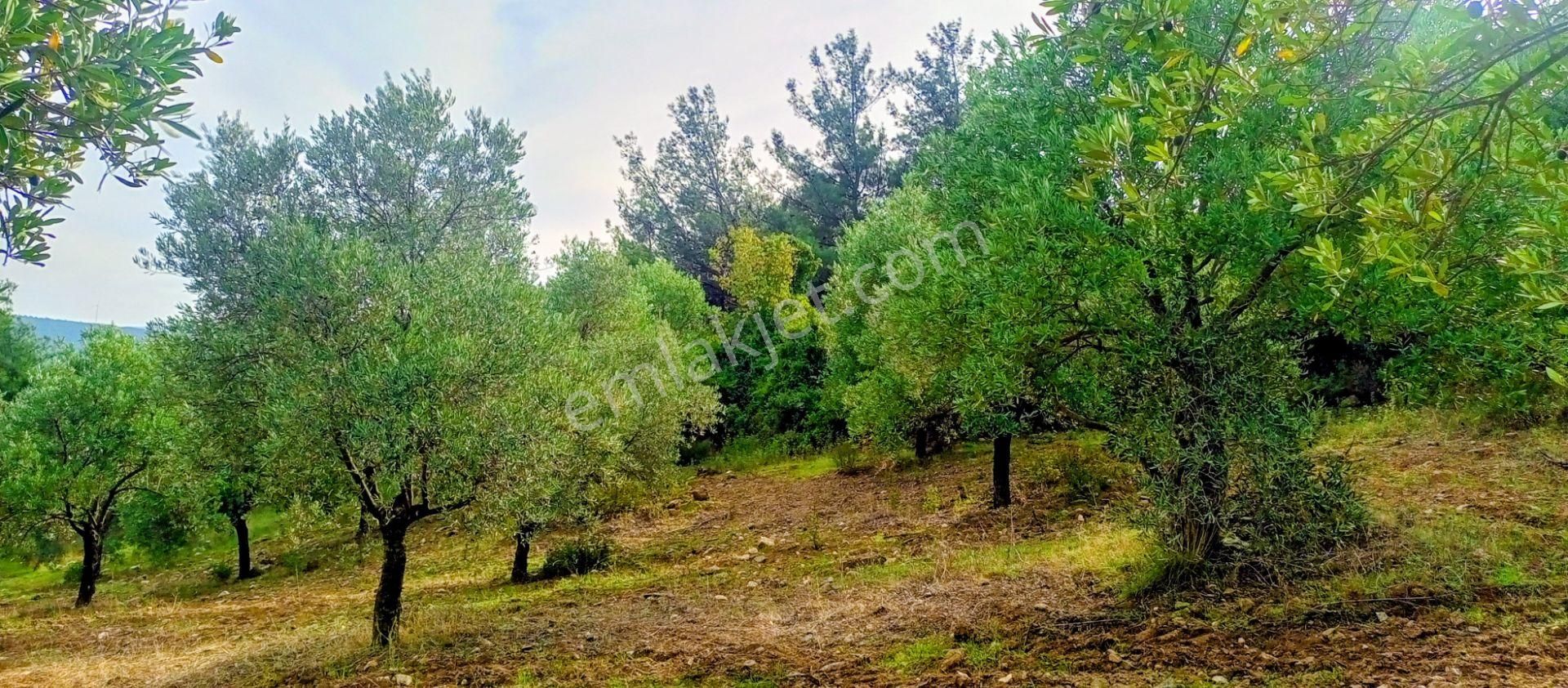 Selçuk Havutçulu'da 4450m2 Muhteşem Doğa Manzaralı Zeytinlik Satılıktır - Görsel 3