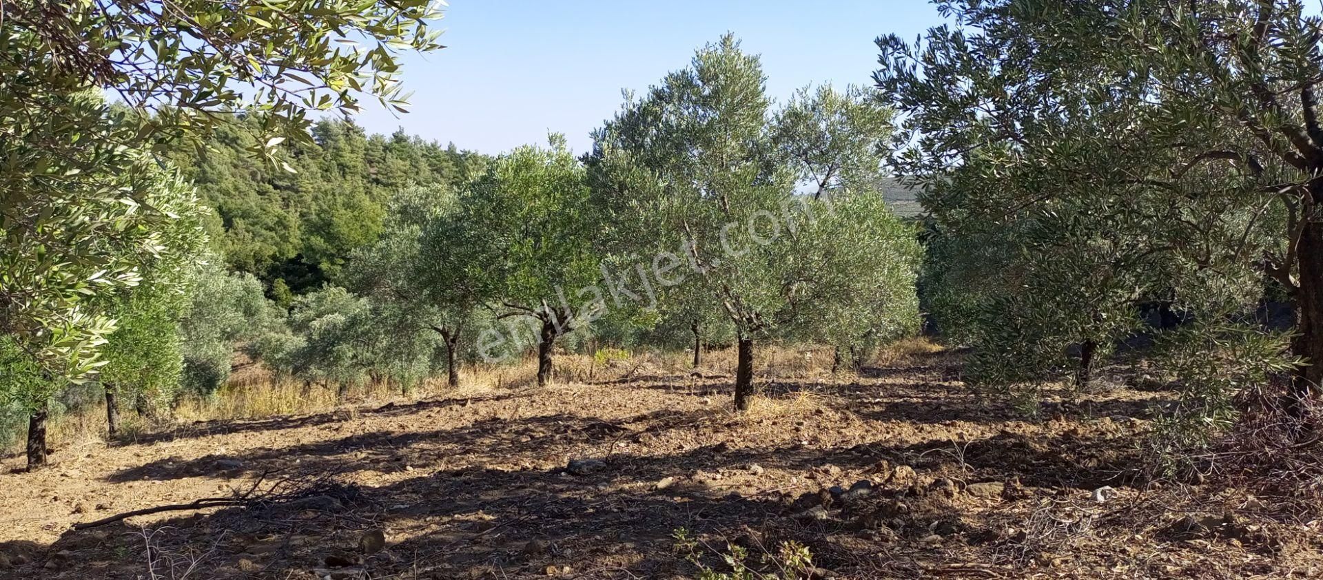 Selçuk Havutçulu'da 4450m2 Muhteşem Doğa Manzaralı Zeytinlik Satılıktır - Görsel 21