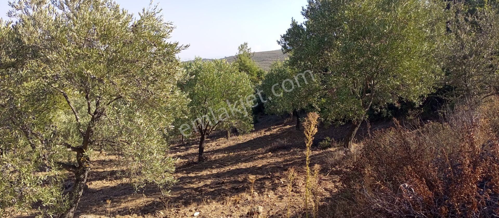 Selçuk Havutçulu'da 4450m2 Muhteşem Doğa Manzaralı Zeytinlik Satılıktır - Görsel 18