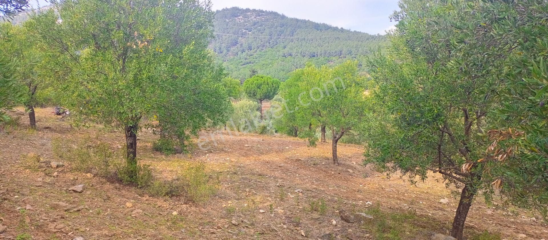 Selçuk Havutçulu'da 4450m2 Muhteşem Doğa Manzaralı Zeytinlik Satılıktır - Görsel 5