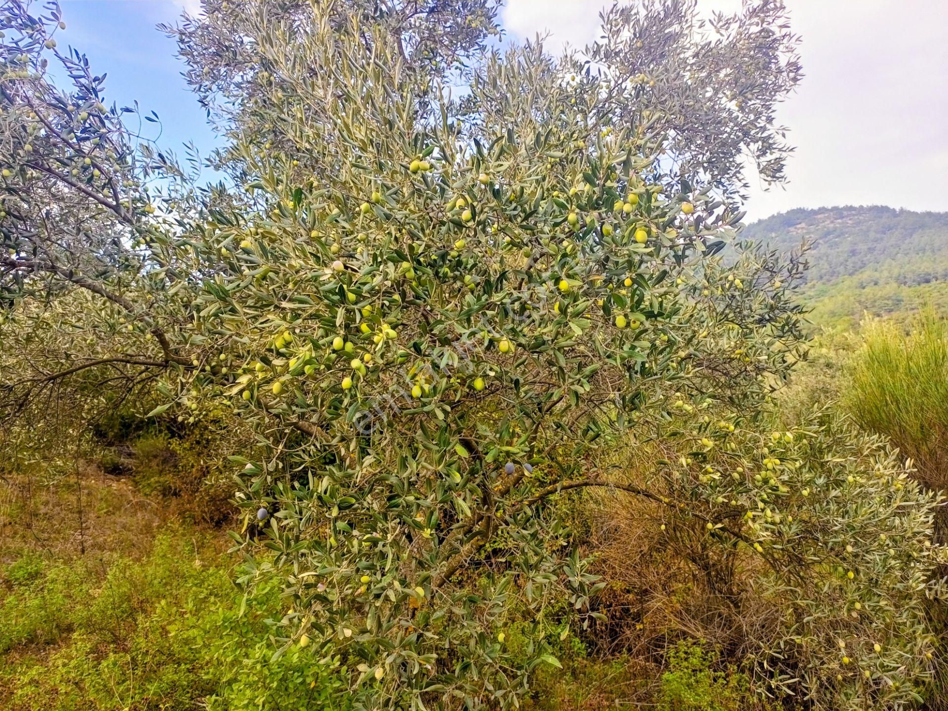 Selçuk Havutçulu'da 4450m2 Muhteşem Doğa Manzaralı Zeytinlik Satılıktır - Görsel 11