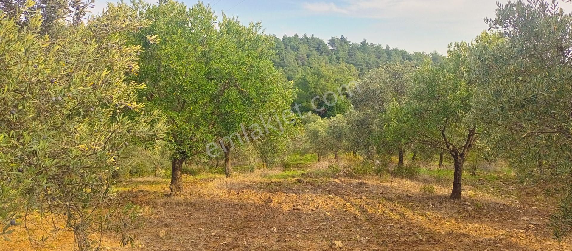 Selçuk Havutçulu'da 4450m2 Muhteşem Doğa Manzaralı Zeytinlik Satılıktır - Görsel 4
