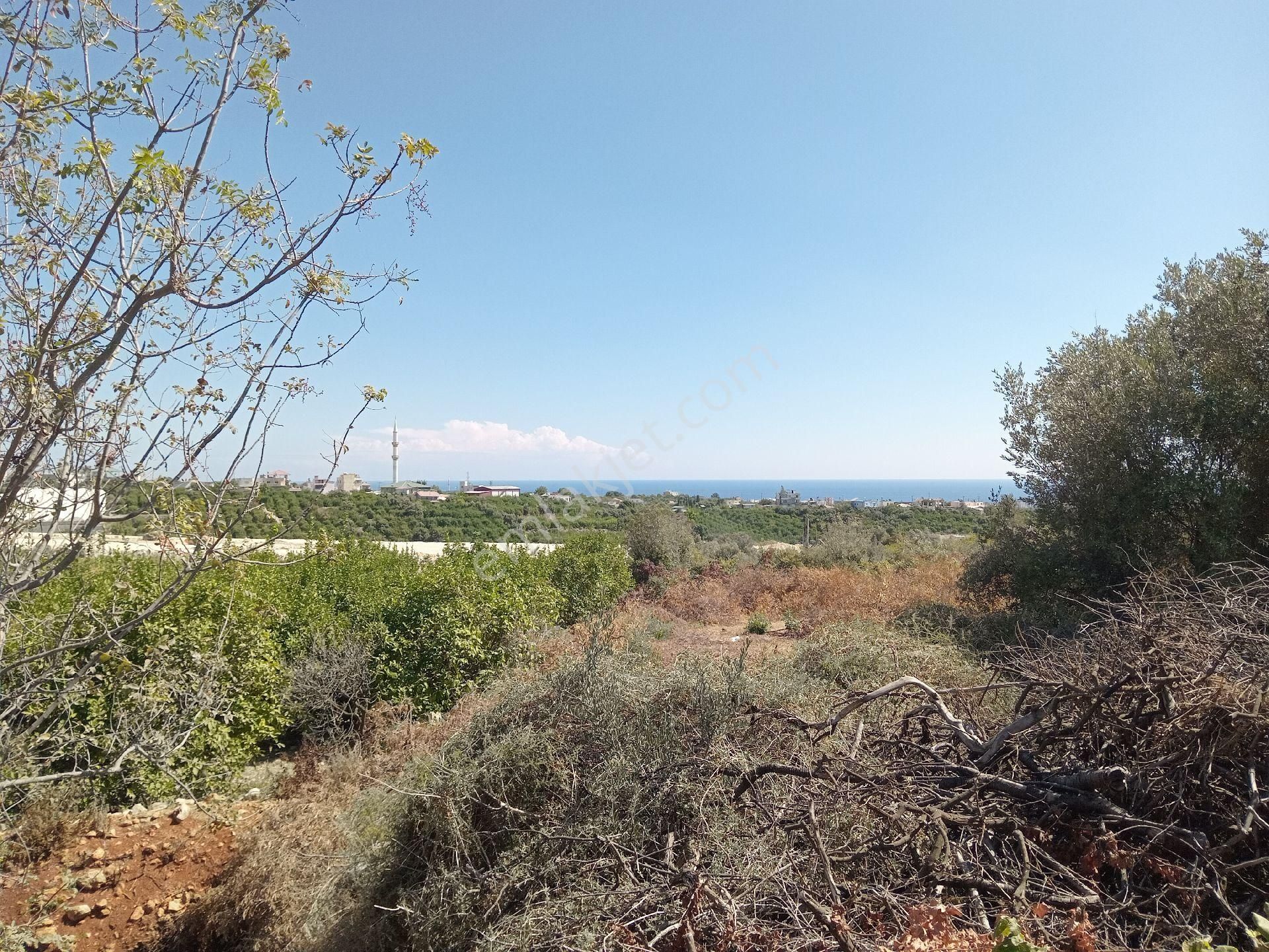 Mersin Erdemli Tabiye Mah.de Acil Satılık 3348 M.kare Tarla-limon Bahçesi - Görsel 8