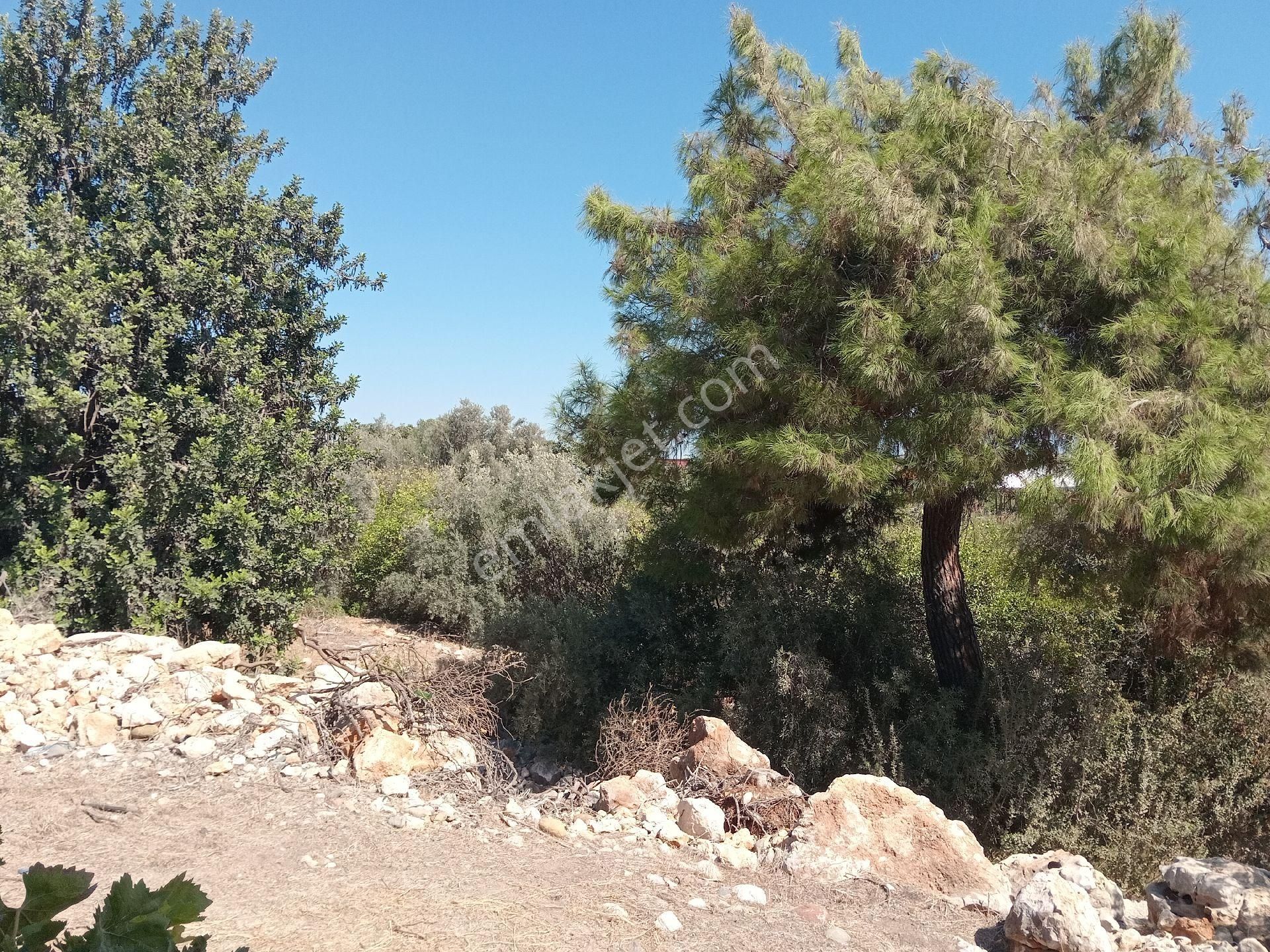 Mersin Erdemli Tabiye Mah.de Acil Satılık 3348 M.kare Tarla-limon Bahçesi - Görsel 6