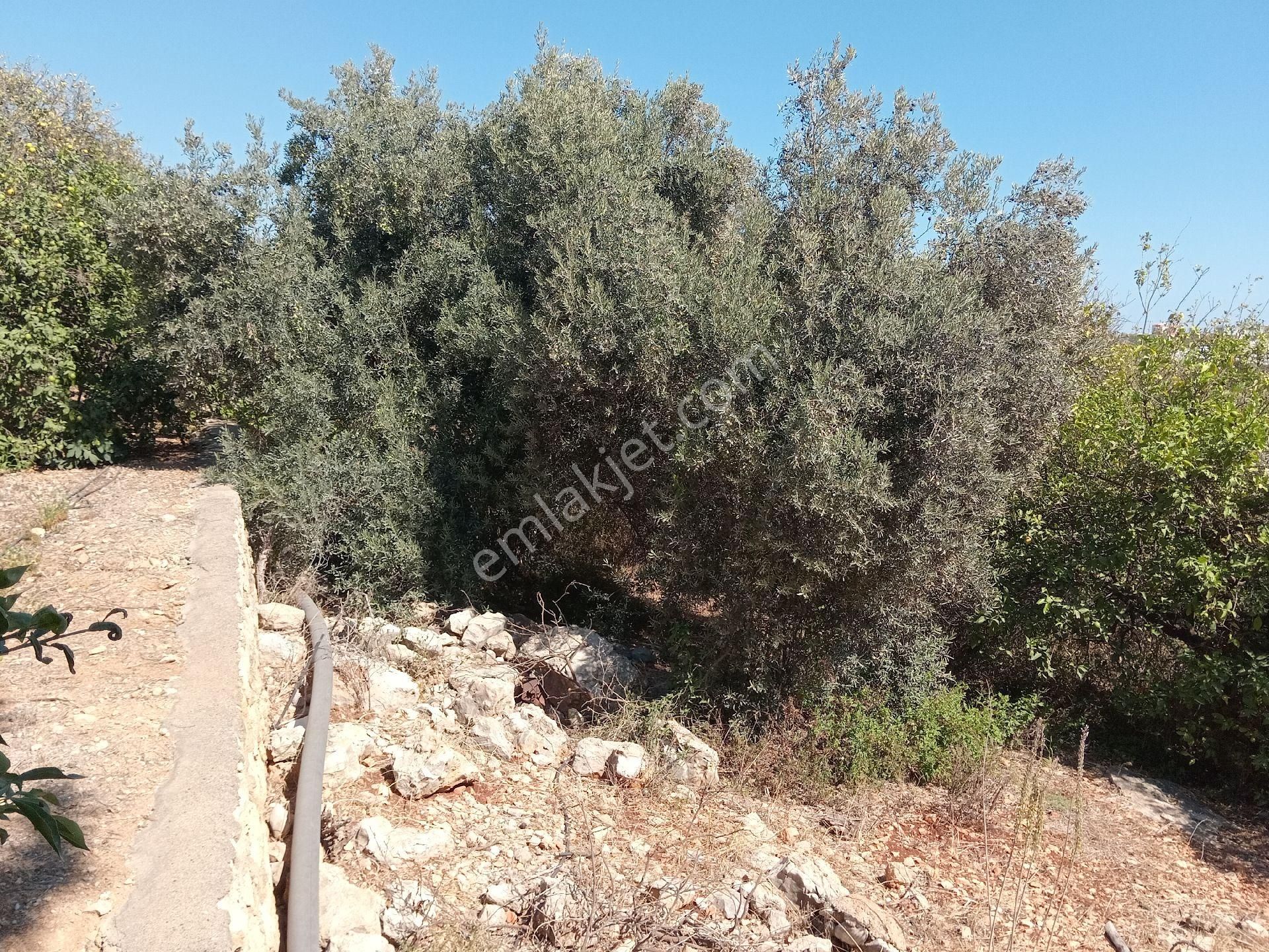 Mersin Erdemli Tabiye Mah.de Acil Satılık 3348 M.kare Tarla-limon Bahçesi - Görsel 4