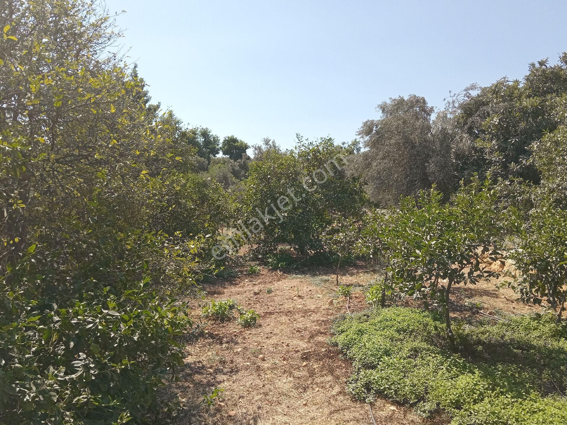 Mersin Erdemli Tabiye Mah.de Acil Satılık 3348 M.kare Tarla-limon Bahçesi - Görsel 3