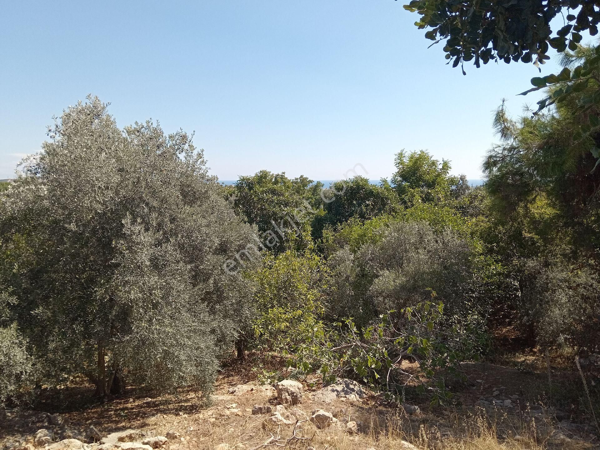 Mersin Erdemli Tabiye Mah.de Acil Satılık 3348 M.kare Tarla-limon Bahçesi - Görsel 7