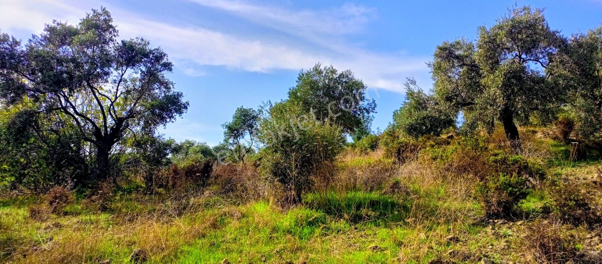 Selçuk Havutçulu'da 2050m2 İçinde Yetişkin Zeytin Ağaçları Olan Zeytinlik Satılıktır - Görsel 12