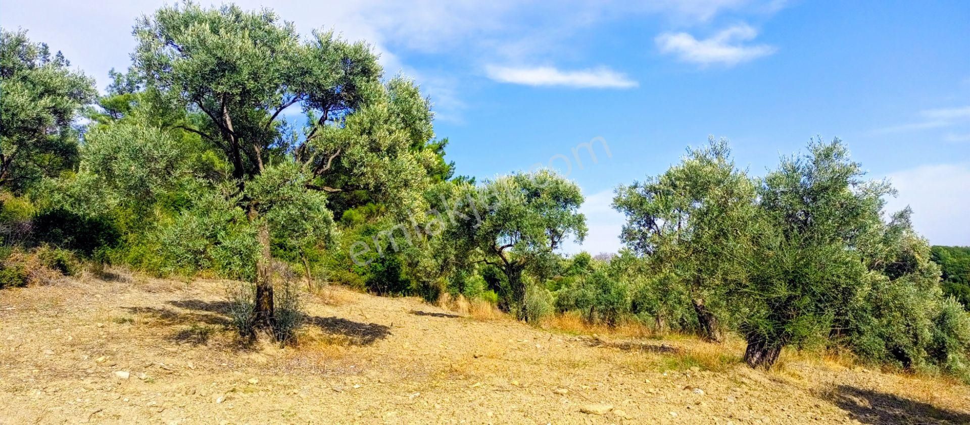 Selçuk Havutçulu'da 2050m2 İçinde Yetişkin Zeytin Ağaçları Olan Zeytinlik Satılıktır - Görsel 13