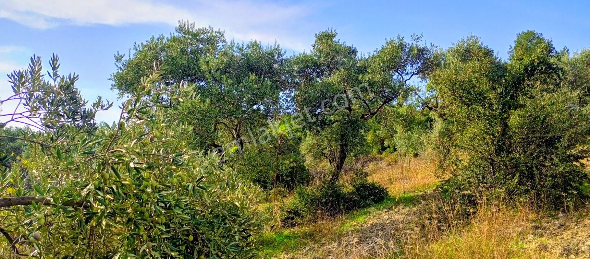 Selçuk Havutçulu'da 2050m2 İçinde Yetişkin Zeytin Ağaçları Olan Zeytinlik Satılıktır - Görsel 8