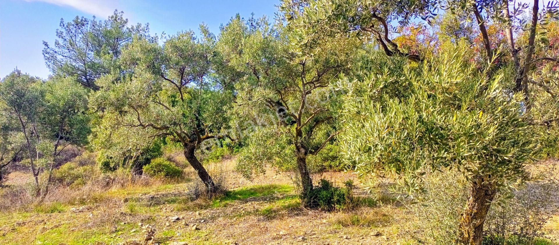 Selçuk Havutçulu'da 2050m2 İçinde Yetişkin Zeytin Ağaçları Olan Zeytinlik Satılıktır - Görsel 4