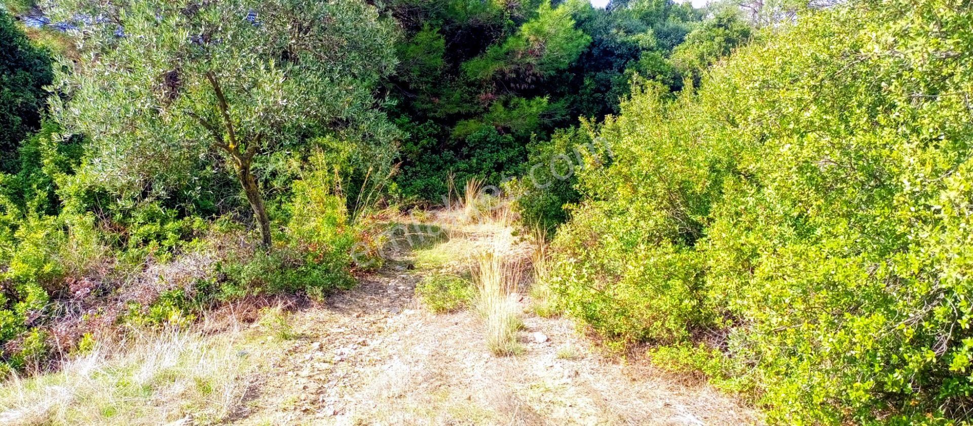 Selçuk Havutçulu'da 2050m2 İçinde Yetişkin Zeytin Ağaçları Olan Zeytinlik Satılıktır