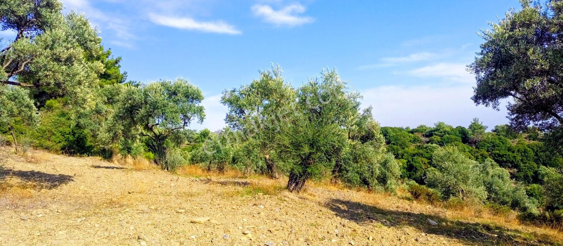 Selçuk Havutçulu'da 2050m2 İçinde Yetişkin Zeytin Ağaçları Olan Zeytinlik Satılıktır - Görsel 5