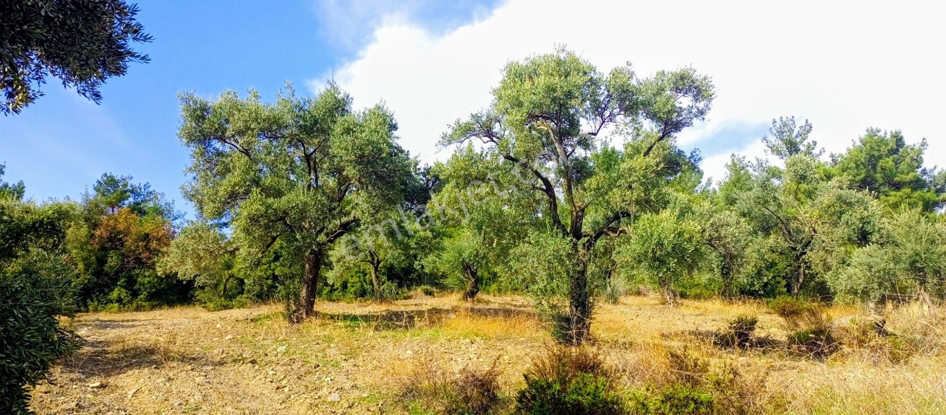 Selçuk Havutçulu'da 2050m2 İçinde Yetişkin Zeytin Ağaçları Olan Zeytinlik Satılıktır - Görsel 2