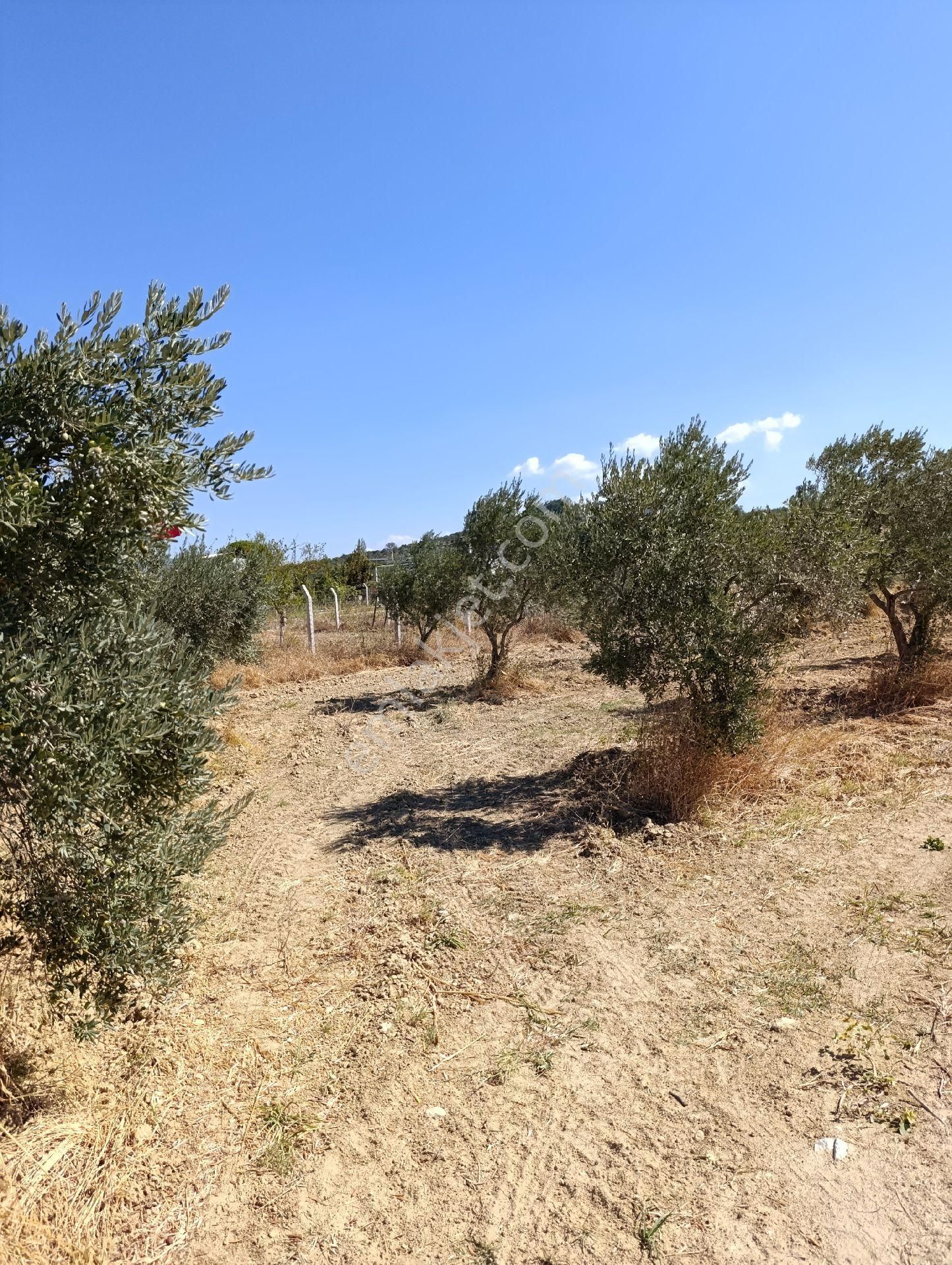 İzmir Torbalı Bozköyde Satılık Zeyt - Görsel 16