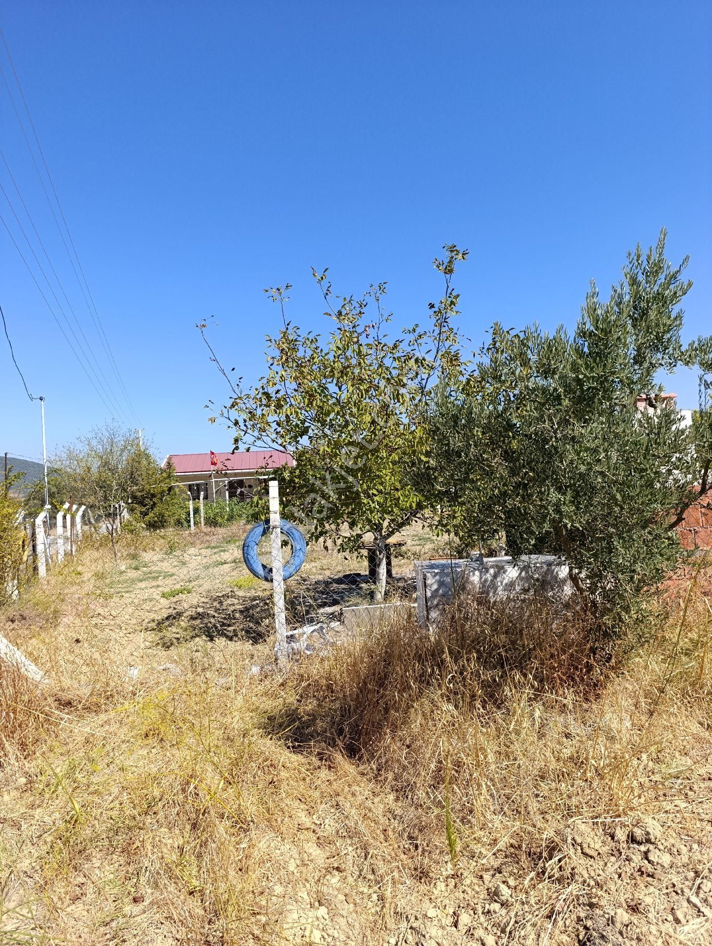 İzmir Torbalı Bozköyde Satılık Zeyt - Görsel 12